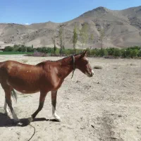 اسب مادیان|اسب و تجهیزات اسبسواری|فیروزکوه, |دیوار