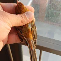 قناری سوخته سرخ نگرو نره مست|پرنده|شاهین‌شهر, شهرک امام علی|دیوار