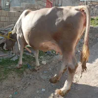 گاو سمینتال مور