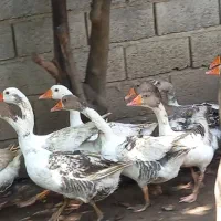 غاز بالغ محلی تو باغ بزرگ شده پرورشی نیست