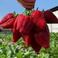 فروش بوته توت فرنگی درجه یک