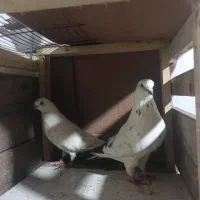 کفتر|پرنده|رشت, نظری|دیوار