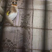 سهره|پرنده|یاسوج, |دیوار