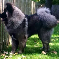 امریکن آکیتا موبلند