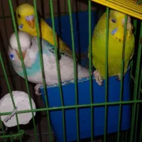 سه عدد مرغ عشق.  آرش