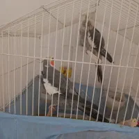 دوعدد عروس هلندی|پرنده|تهران, شهرک رضویه|دیوار