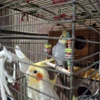 ۲جفت عروس هلندی کار داده و سرحال و بالغ|پرنده|بومهن, |دیوار