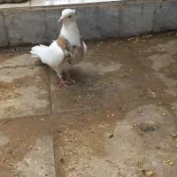 ماده طوقی زرد خال سیاه