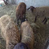 تعداد۴عددگوسفند یکجا۱۰۰تومن