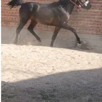 کره اسب