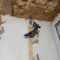 سرور|پرنده|مرودشت, سهل‌آباد|دیوار