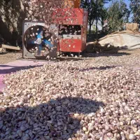 حپه پلار سیر