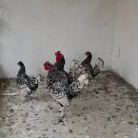 سیبرایت