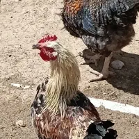 غاز و خروس