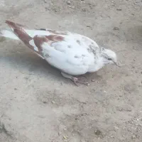 جوجه گرفتنی