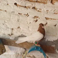 کبوتر کله ای