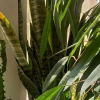 گل طبیعی|گل و گیاه طبیعی|تهران, آزادشهر|دیوار