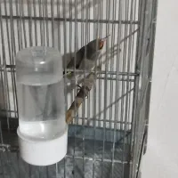 سهره دورگ کرمانی و رسمی