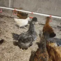 جوجه گلپایگان مرغ خروس محلی تاقچه جهادی80 روزه