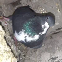 تعدادی کبوتر|پرنده|مینودشت, |دیوار