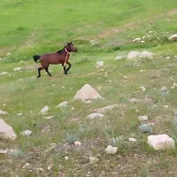 اسب و مادیون|اسب و تجهیزات اسب‌سواری|بهبهان, |دیوار