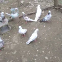 کبوتر