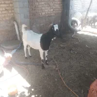 بز کهره
