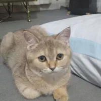 واگذاری گربه بیریتیش