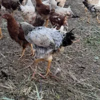 جوجه ۵ ماهه