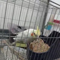 عروس هلندی|پرنده|نورآباد, |دیوار