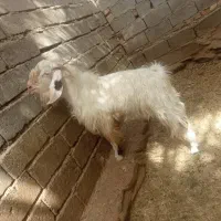 نر بز فروشی|حیوانات مزرعه|سراوان, |دیوار