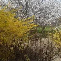 فروش زمین باغی در فرخ اباد زیبا دشت