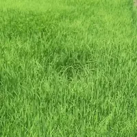 نشا برنج هاشمی درجه ۱