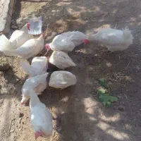 مرغ ماشینی تخمی