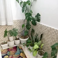 گل و گلدان طبیعی