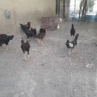 مرغ جوجه خروس لاری محلی دورگه روستایی|حیوانات مزرعه|بناب, |دیوار