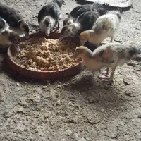 فروش اردک اسرائیلی ۲ماهه|حیوانات مزرعه|لوندویل, |دیوار