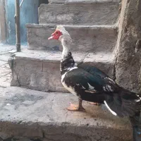 اوردک نر نژاد اسرائیلی درشت هیگل
