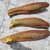 لگاح طلع .گرده افشانی