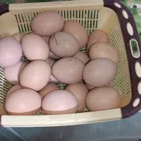 تخم مرغ نطفه دار پاپر برهما