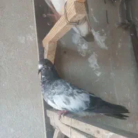 کفتر