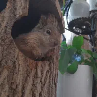 چینچیلای نر|موش و خرگوش|اهواز, زیتون کارگری|دیوار