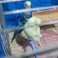 جوجه مرغ عشق