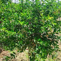باغچه ۷۰۰متری با درختان مثمر (تنکمان)|فروش زمین و ملک کلنگی|کرج, کوی کارمندان جنوبی|دیوار
