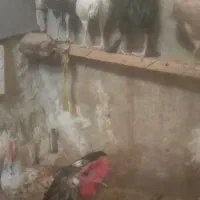 خروس محلی|حیوانات مزرعه|شیراز, ده پیاله|دیوار