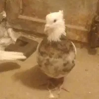 کبوتر|پرنده|نیشابور, دهنو|دیوار