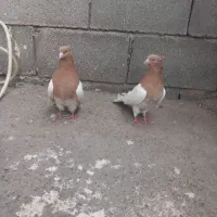 کبوتر کله زرد|پرنده|میانه, |دیوار