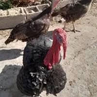 فروش سه عدد بوقلمون|حیوانات مزرعه|داراب, |دیوار