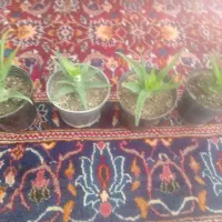 4 عدد گل تزیینی