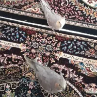 یه جفت عروس هلندی